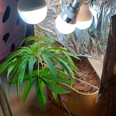 Kerala Gold growlog timeline photo