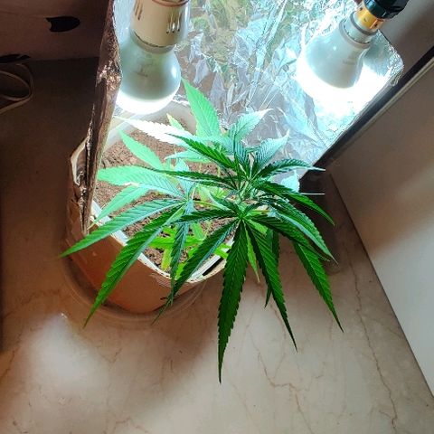 Kerala Gold growlog timeline photo