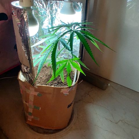 Kerala Gold growlog timeline photo