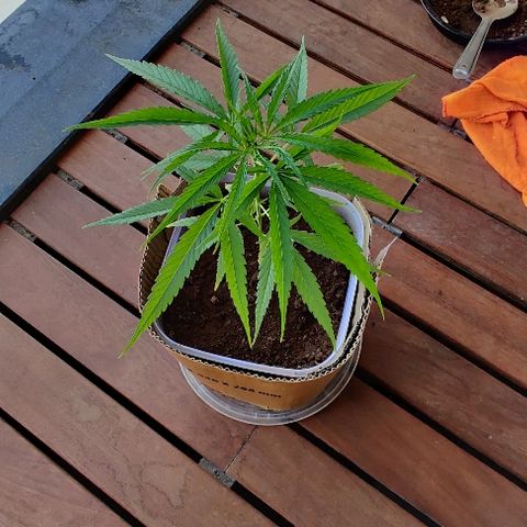 Kerala Gold growlog timeline photo