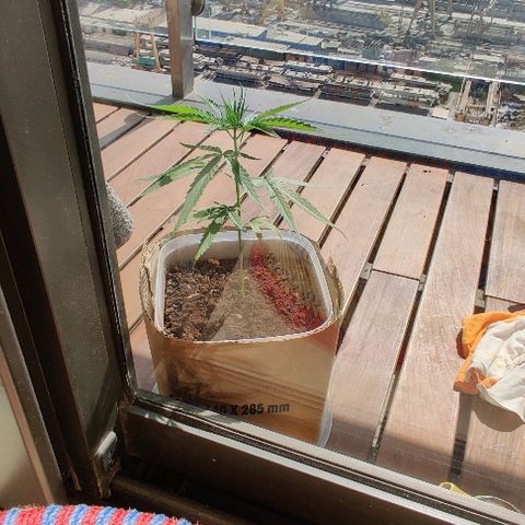 Kerala Gold growlog timeline photo