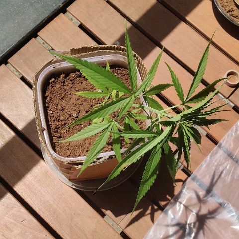 Kerala Gold growlog photo: Low stress training begins! Must say was a little scared..but u gotta do it or else u will be jacked with the plant's height....see the results in a week!