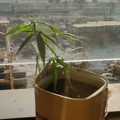 Kerala Gold growlog photo: Low stress training begins! Must say was a little scared..but u gotta do it or else u will be jacked with the plant's height....see the results in a week!