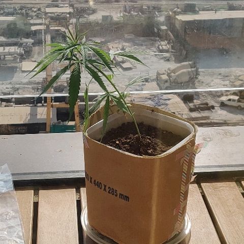Kerala Gold growlog photo: Low stress training begins! Must say was a little scared..but u gotta do it or else u will be jacked with the plant's height....see the results in a week!
