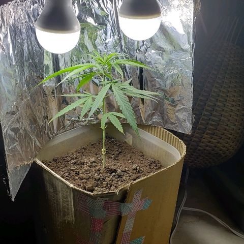 Kerala Gold growlog timeline photo