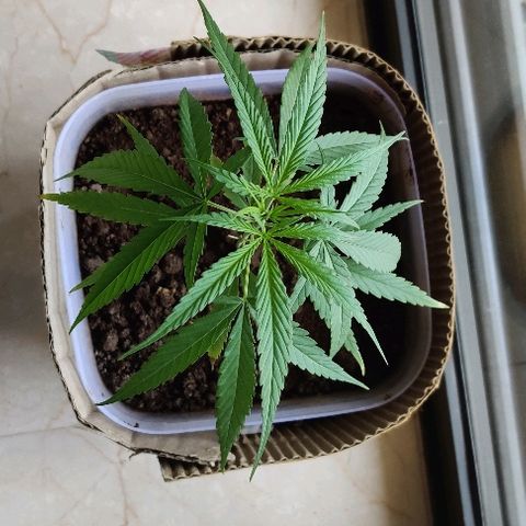 Kerala Gold growlog timeline photo