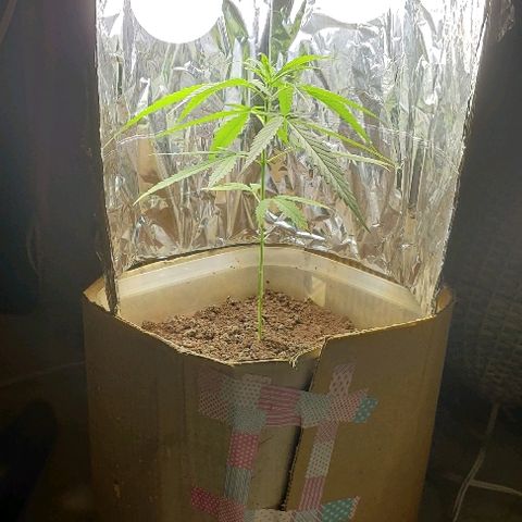 Kerala Gold growlog timeline photo