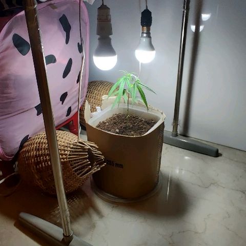 Kerala Gold growlog photo: First indoor lights...until then the plant was on the mercy of the sunlight ☀️ Not any more😜