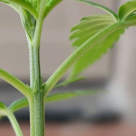 Kerala Gold growlog photo: First indoor lights...until then the plant was on the mercy of the sunlight ☀️ Not any more😜