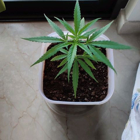 Kerala Gold growlog photo: First indoor lights...until then the plant was on the mercy of the sunlight ☀️ Not any more😜