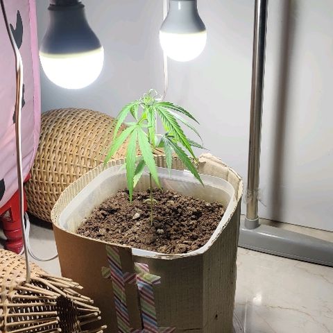 Kerala Gold growlog photo: First indoor lights...until then the plant was on the mercy of the sunlight ☀️ Not any more😜