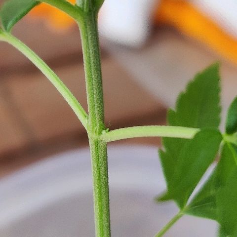 Kerala Gold growlog photo: First indoor lights...until then the plant was on the mercy of the sunlight ☀️ Not any more😜