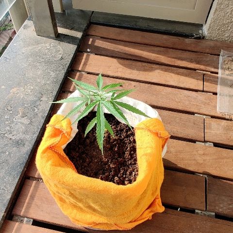 Kerala Gold growlog timeline photo