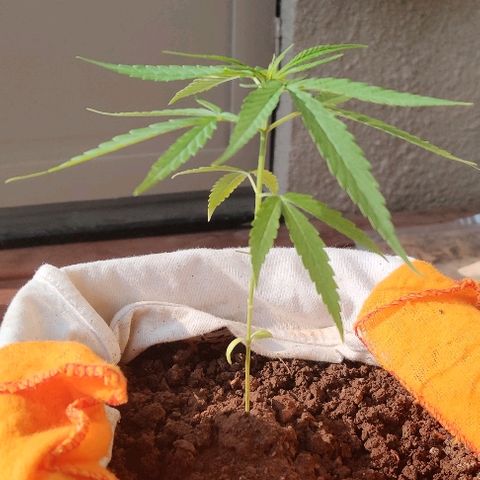 Kerala Gold growlog timeline photo