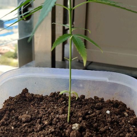 Kerala Gold growlog timeline photo