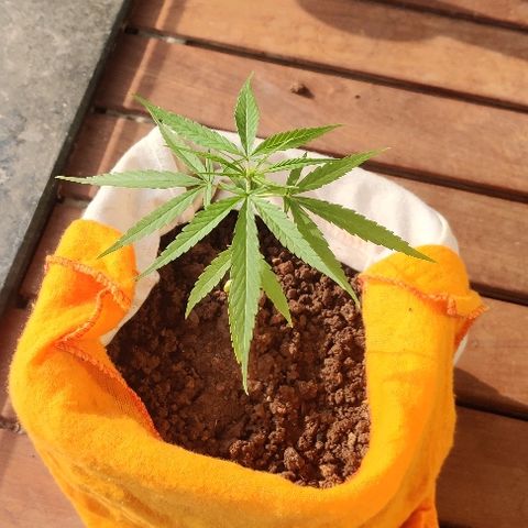 Kerala Gold growlog timeline photo