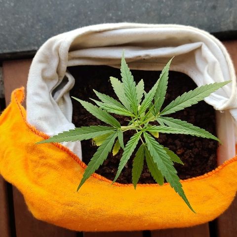 Kerala Gold growlog timeline photo