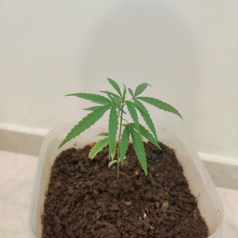 Kerala Gold growlog timeline photo