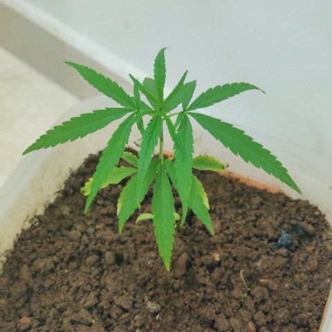 Kerala Gold growlog timeline photo