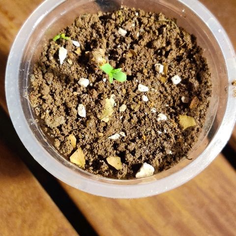 Kerala Gold growlog photo: Germinated and pops up in 24 hours
