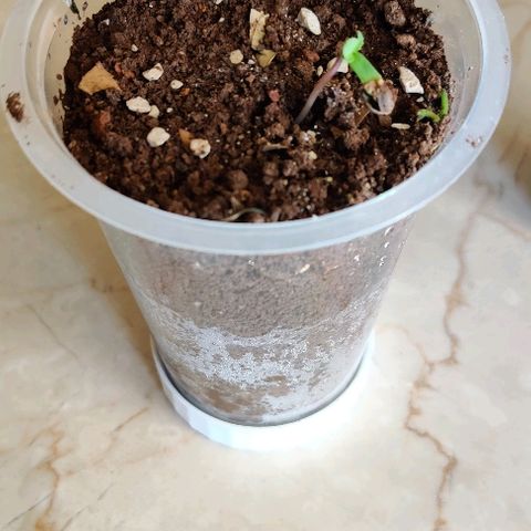 Kerala Gold growlog photo: Germinated and pops up in 24 hours