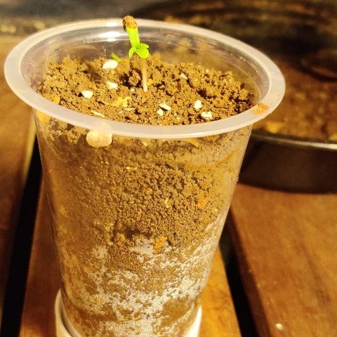Kerala Gold growlog photo: Germinated and pops up in 24 hours