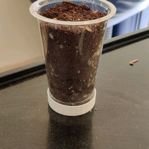 Kerala Gold growlog photo: Germinated and pops up in 24 hours