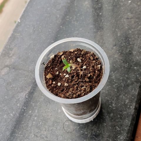 Kerala Gold growlog timeline photo