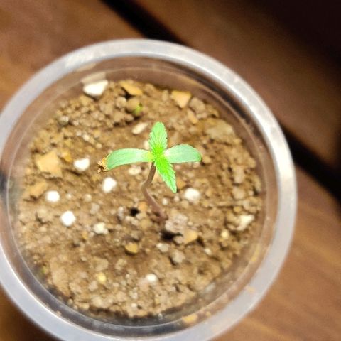 Kerala Gold growlog timeline photo