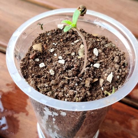 Kerala Gold growlog timeline photo