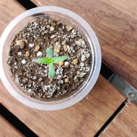 Kerala Gold growlog photo: Preparing to transplant to a bigger container...
