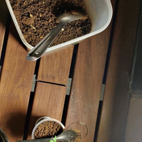Kerala Gold growlog photo: Preparing to transplant to a bigger container...