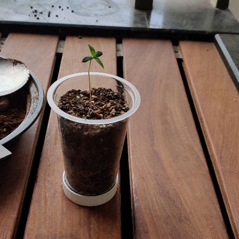 Kerala Gold growlog photo: Preparing to transplant to a bigger container...