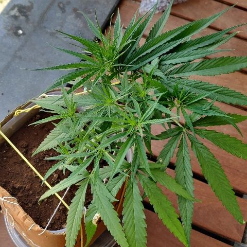 Kerala Gold growlog photo: Twisting it into a perfect spiral...Going strong. The nitrogen Susu has been well accepted.

Chk out how beautifully the canopy is spreading. The new growth sites are just lovely to look at😍

One 7-finger defoliated from the centre, to keep the air flow and light penetration on point...