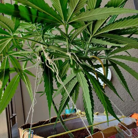 Kerala Gold growlog photo: Twisting it into a perfect spiral...Going strong. The nitrogen Susu has been well accepted.

Chk out how beautifully the canopy is spreading. The new growth sites are just lovely to look at😍

One 7-finger defoliated from the centre, to keep the air flow and light penetration on point...