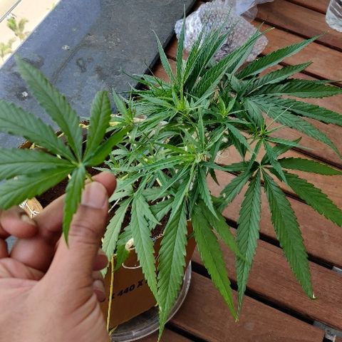 Kerala Gold growlog photo: Twisting it into a perfect spiral...Going strong. The nitrogen Susu has been well accepted.

Chk out how beautifully the canopy is spreading. The new growth sites are just lovely to look at😍

One 7-finger defoliated from the centre, to keep the air flow and light penetration on point...
