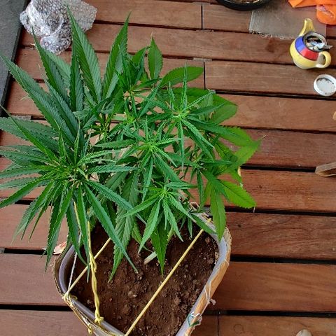Kerala Gold growlog photo: Twisting it into a perfect spiral...Going strong. The nitrogen Susu has been well accepted.

Chk out how beautifully the canopy is spreading. The new growth sites are just lovely to look at😍

One 7-finger defoliated from the centre, to keep the air flow and light penetration on point...