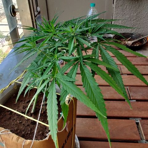 Kerala Gold growlog photo: Twisting it into a perfect spiral...Going strong. The nitrogen Susu has been well accepted.

Chk out how beautifully the canopy is spreading. The new growth sites are just lovely to look at😍

One 7-finger defoliated from the centre, to keep the air flow and light penetration on point...