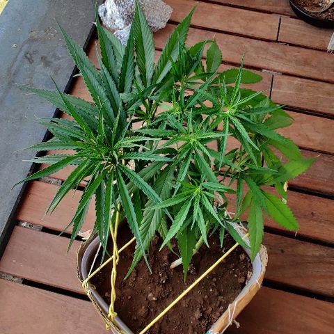 Kerala Gold growlog photo: Twisting it into a perfect spiral...Going strong. The nitrogen Susu has been well accepted.

Chk out how beautifully the canopy is spreading. The new growth sites are just lovely to look at😍

One 7-finger defoliated from the centre, to keep the air flow and light penetration on point...