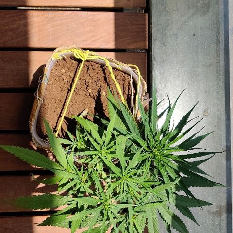 Kerala Gold growlog photo: Bent it tighter to reduce its height even further. Gradual loading seems to work on the main stem well...

New bud sites are stretching up. Multiple branches popping out..