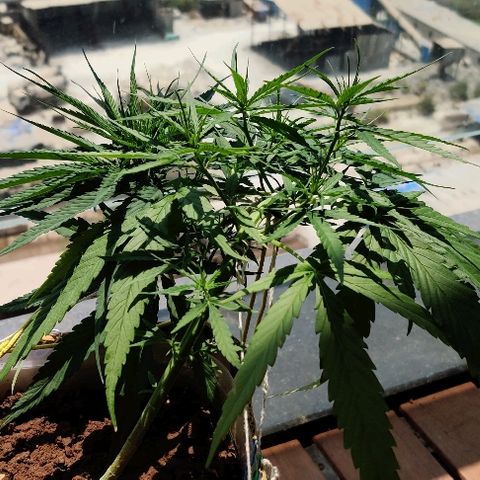 Kerala Gold growlog photo: Bent it tighter to reduce its height even further. Gradual loading seems to work on the main stem well...

New bud sites are stretching up. Multiple branches popping out..