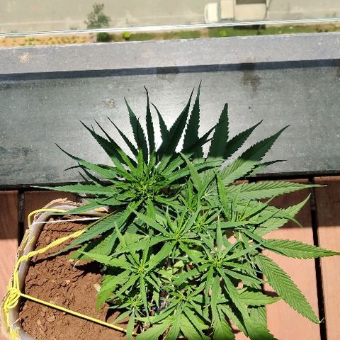 Kerala Gold growlog photo: Bent it tighter to reduce its height even further. Gradual loading seems to work on the main stem well...

New bud sites are stretching up. Multiple branches popping out..
