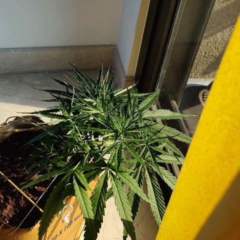 Kerala Gold growlog photo: Towards evening, after a wholesome sunlight session!