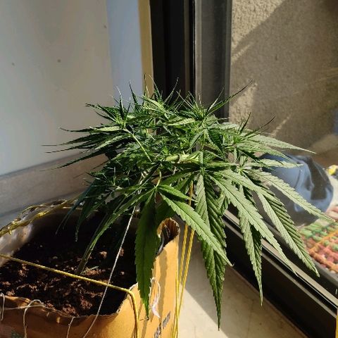 Kerala Gold growlog photo: Towards evening, after a wholesome sunlight session!