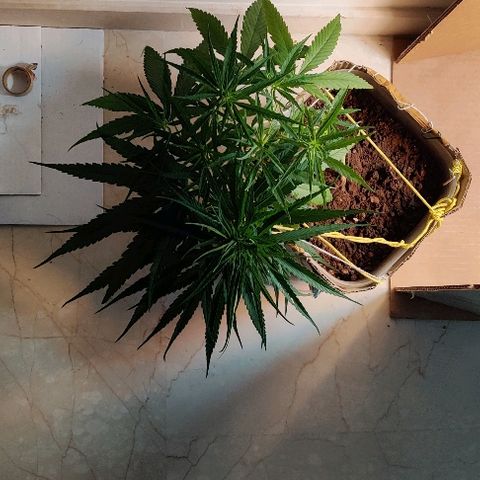 Kerala Gold growlog photo: Waking up after 10 hours sleep...slowly transitioning it to 12 hour sleep cycle...looks healthy..