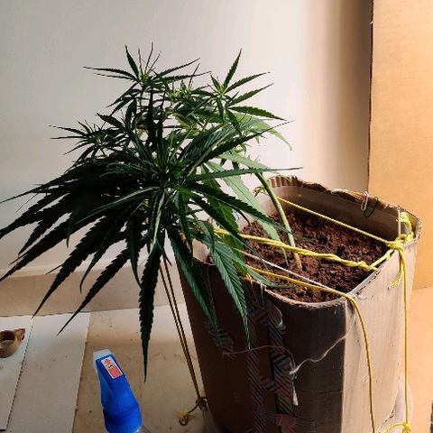 Kerala Gold growlog photo: 1st foliar feeding...would need it for next couple of days....it's set to explore from here on!
