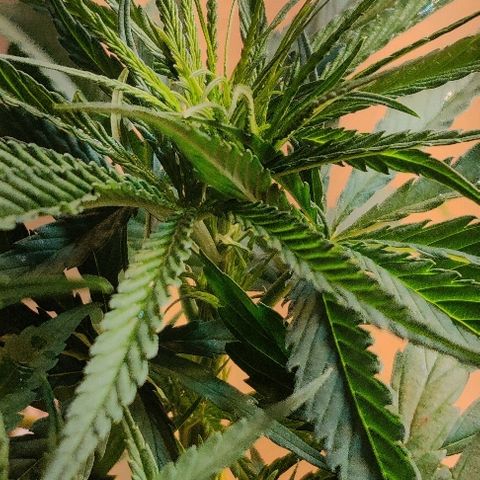 Kerala Gold growlog photo: 1st foliar feeding...would need it for next couple of days....it's set to explore from here on!