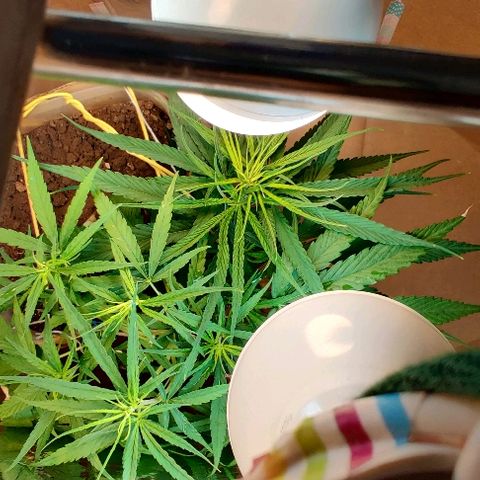 Kerala Gold growlog photo: 4 colas ...eh?