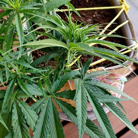Kerala Gold growlog photo: Good morning after 10 hour sleep.
Shifting the top node tie to expose the new growth sites...and maximize yield. However the leaves concentration is increasing at the centre.