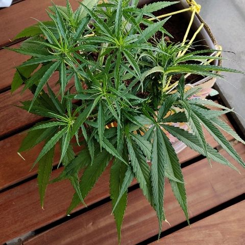 Kerala Gold growlog photo: Good morning after 10 hour sleep.
Shifting the top node tie to expose the new growth sites...and maximize yield. However the leaves concentration is increasing at the centre.